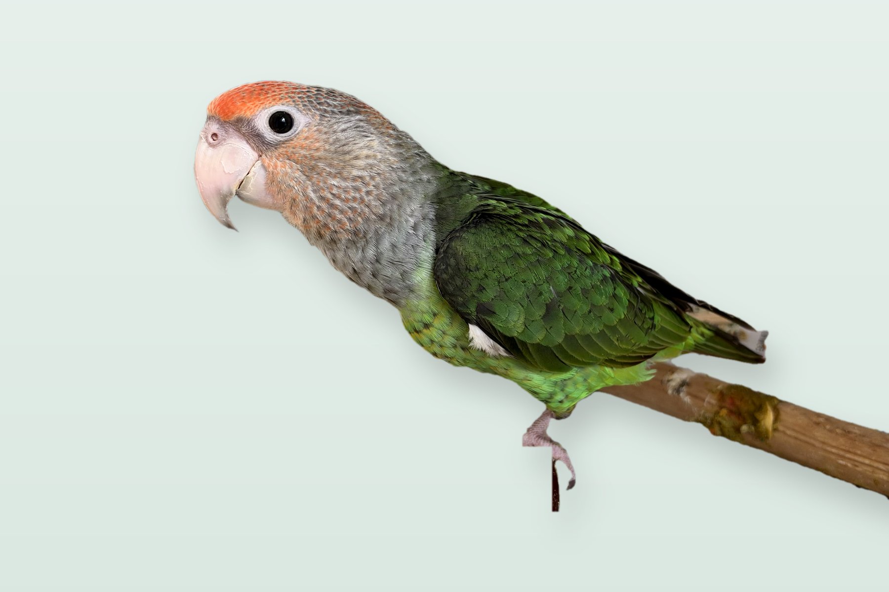 Thomas, a Cape parrot, on a branch