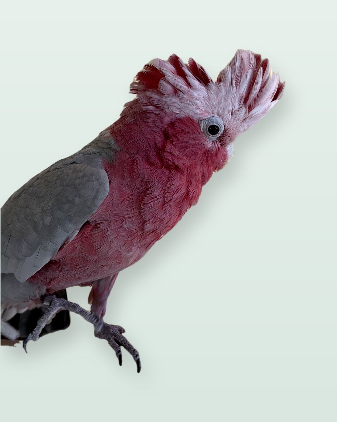 Lucas, a Galah Cockatoo