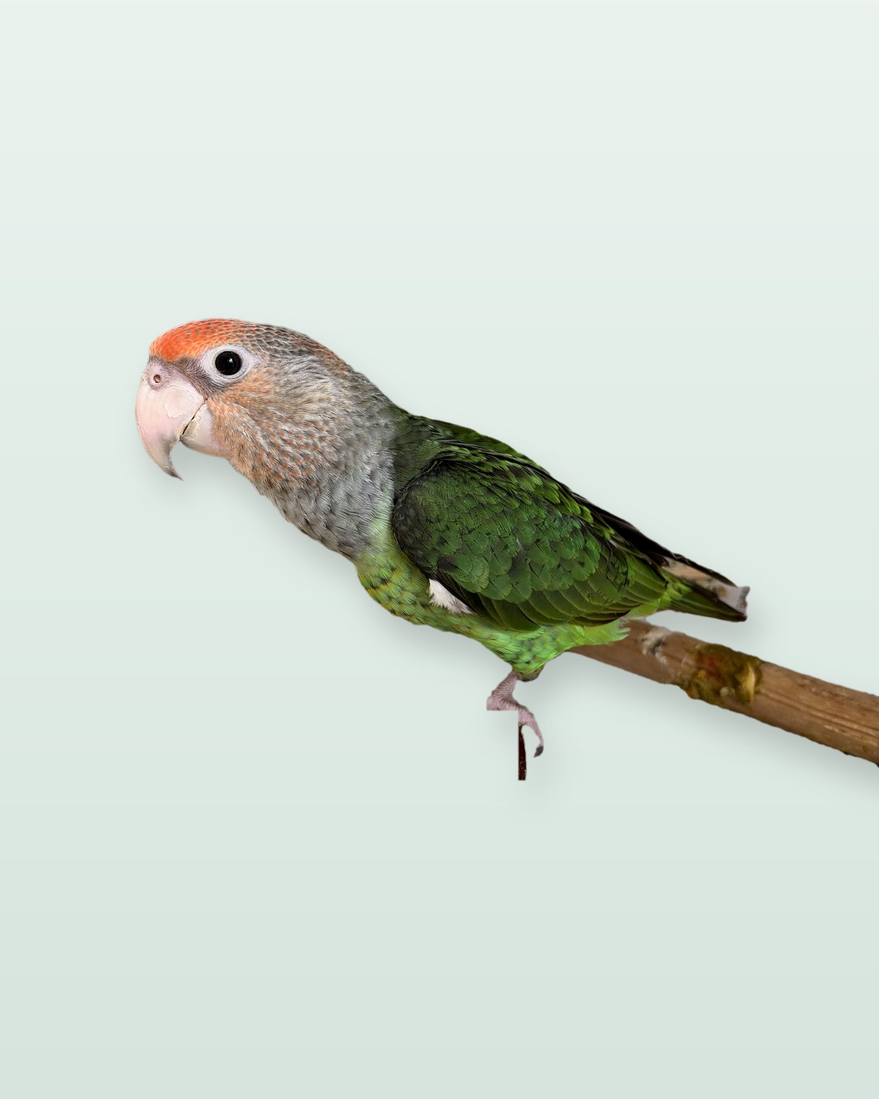 Thomas, a Cape Parrot