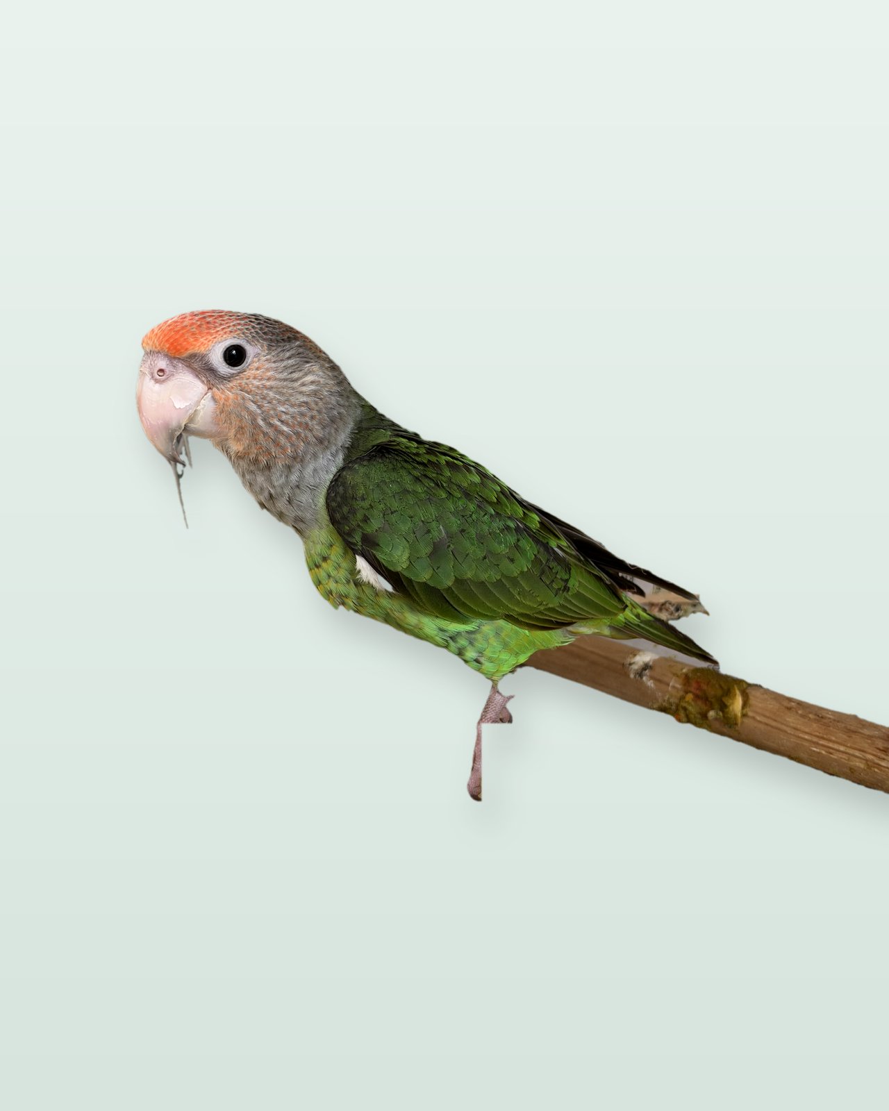 Thomas, a Cape parrot, on a branch